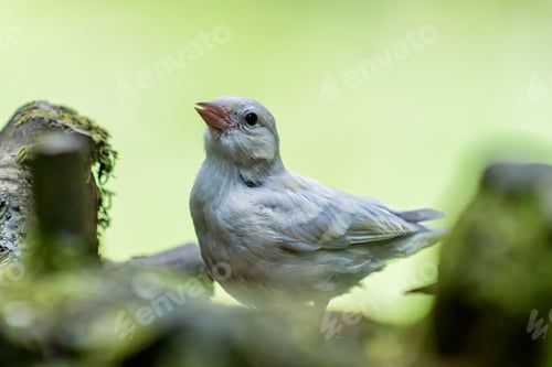 Preview: Closeup of a white bird in the forest