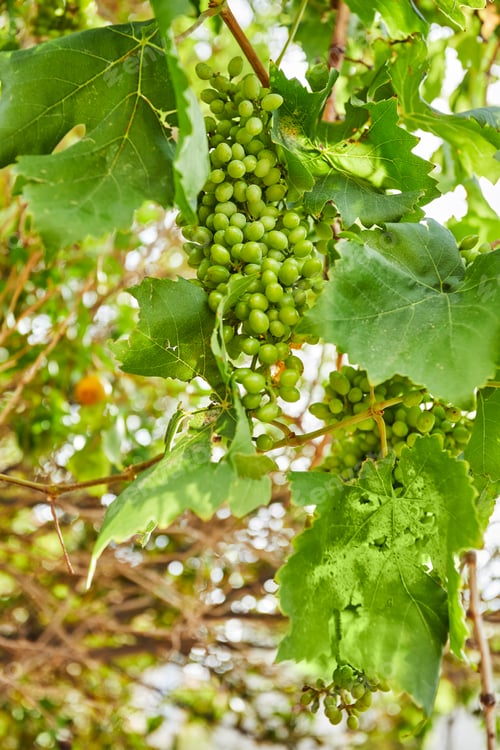 Preview: Beautiful and fresh green unripe grapes on a branch in the summer on a blur bokeh background