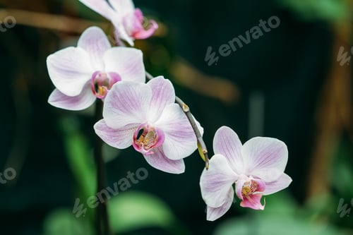 Preview: Beautiful White Flowers Of Orchid In Botanical Garden