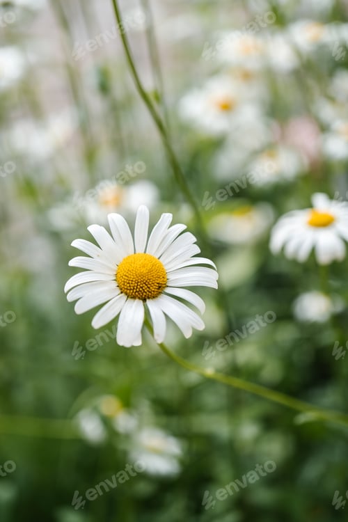 Preview: Chamomile flower on a natural green background.