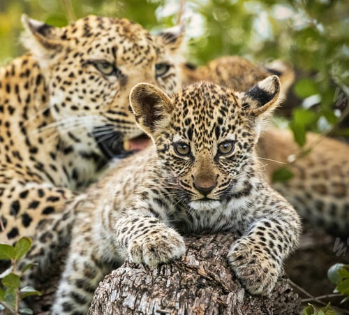 Preview: A Beautiful and Breathtaking wildlife in the World