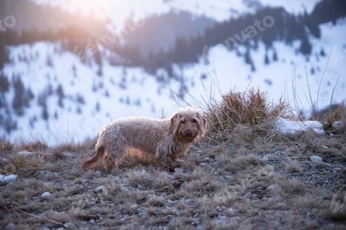 Preview: Dachshund puppy running through snow.