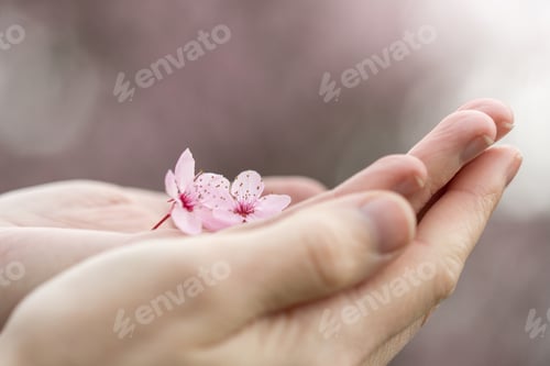 Preview: Close up or macro of pink cherry blossom flowers on hands of a woman or girl