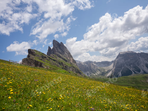 Preview: Meadows in bloom during the summer in the Dolomite