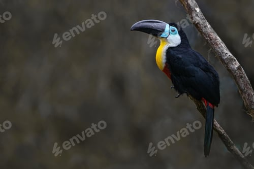 Preview: toucan, bird, colours, tropics
