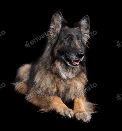 Preview: german shepherd in studio