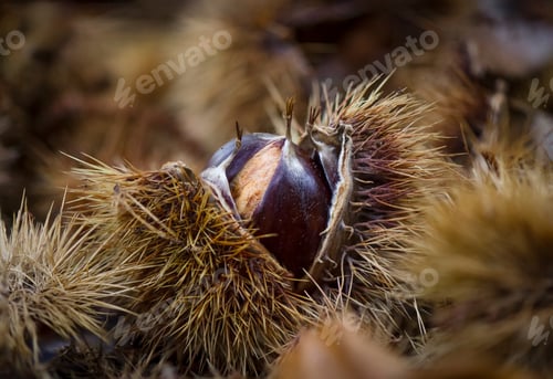 Preview: Closeup shot of a chestnut shell on the forest floor