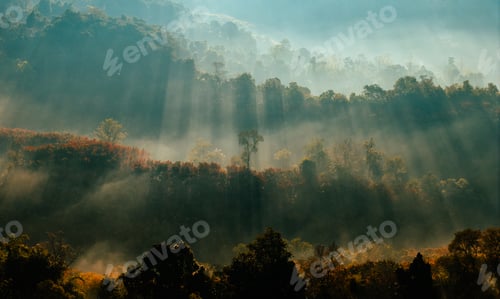 Preview: Aerial view of fog and trees in the forest in the morning. Morning nature in the forest.