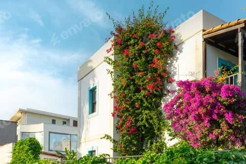 Preview: Bright Pink Flowering Bougainvillea Bush In Front Of The White Towhouse