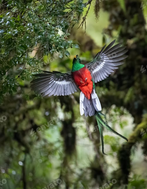 Preview: A Resplendent Quetzal in Costa Rica
