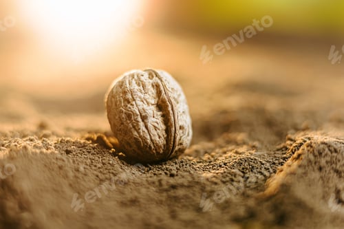 Preview: A stunning close-up of a single walnut seed nestled in nutrient-rich soil,