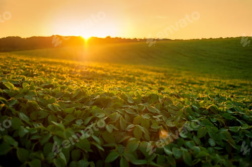 Preview: field of green soybeans, hills in the evening warm rays of the sunset