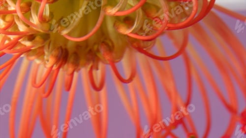 Preview: Beautiful tropical flower underwater. Stock footage. Variegated bright flower with stamens in water