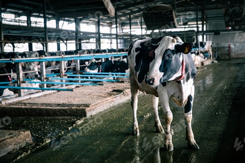Preview: Black and white cow in cabin