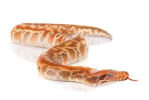 Preview: Python brongersmai in studio