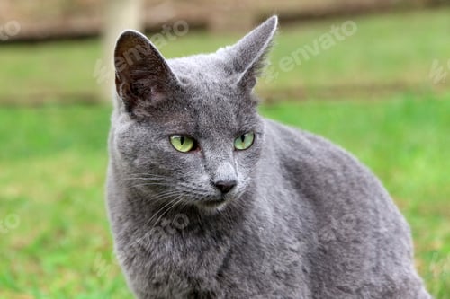 Preview: Close-up of a grey cat with green eyes sitting on a grassy field.