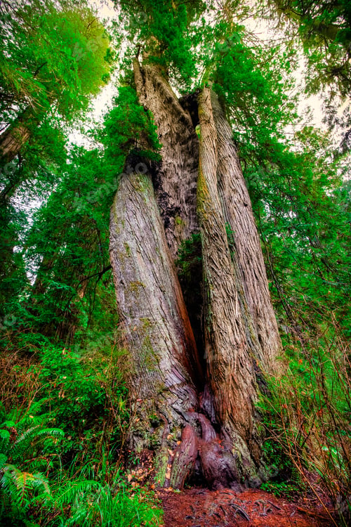 Preview: Corkscrew Tree, Redwoods National & State Parks, California