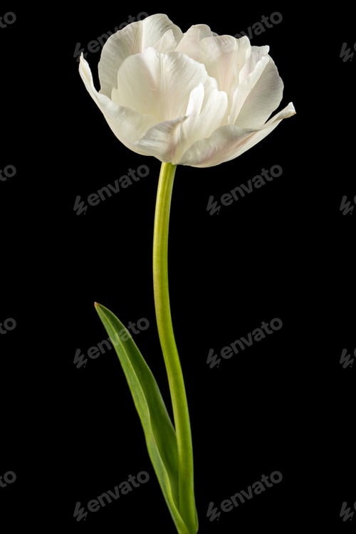 Preview: Soft cream tulip flower, isolated on black background