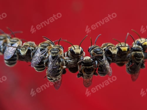 Preview: A group of Lipotriches (sweat bees) resting on a tree branch on red backgound.