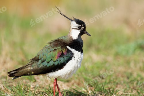 Preview: Closeup shot of a northern lapwing in a meadow