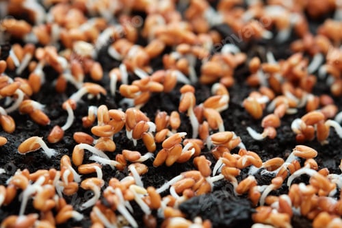 Preview: Close-up of watercress sprouts. Growing microgreens at home. Selective focus.