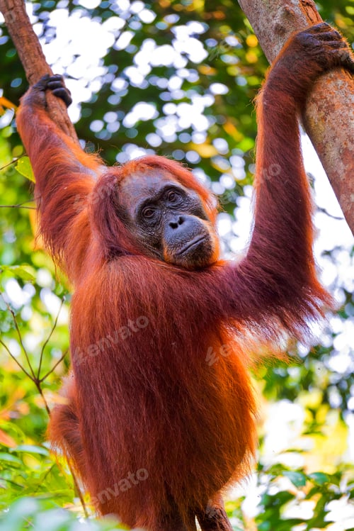 Preview: Orangutan, Tanjung Puting National Park, Indonesia