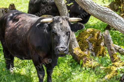 Preview: Black cattle grazing between the concrete humps at the Westwall