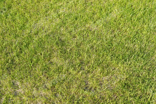 Preview: Lawn Short Haired Grass For The Abstract Textured Background With Effect Of Old Green
