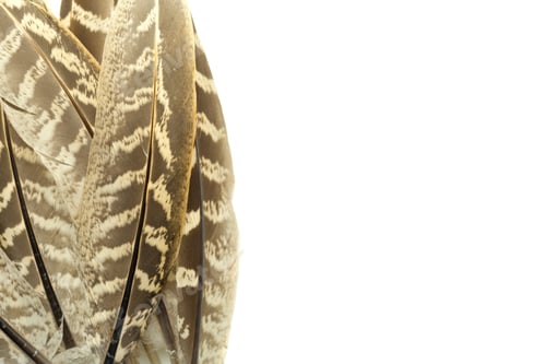 Preview: bird feather isolated on white background