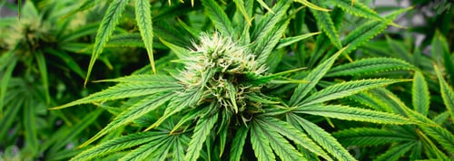 Preview: Close up of cannabis plants in a greenhouse.