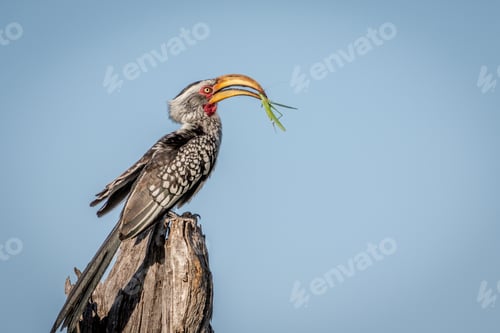 Preview: Yellow-billed hornbill with Praying matis.