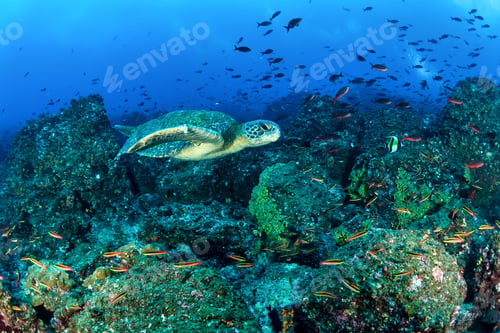 Preview: Swimming with sea turtle in the Galapagos Islands during a scuba dive