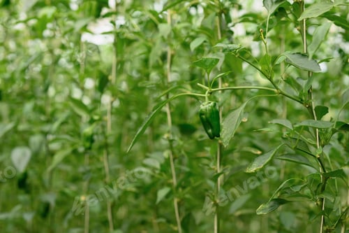 Preview: Close up of green bell peppers growing in controlled environment