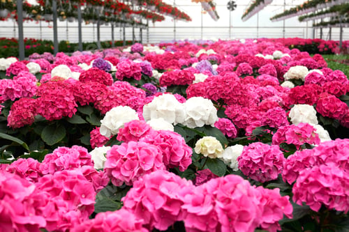 Preview: Beautiful pink, white and violet hydrangeas.