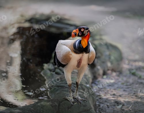 Preview: Vibrant King Vulture Portra