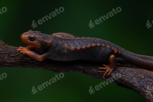 Preview: Close-up of a Crocodile Newt Lizard perched on a tree branch