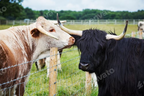 Preview: English Longhorn and Highland cattle in a pasture