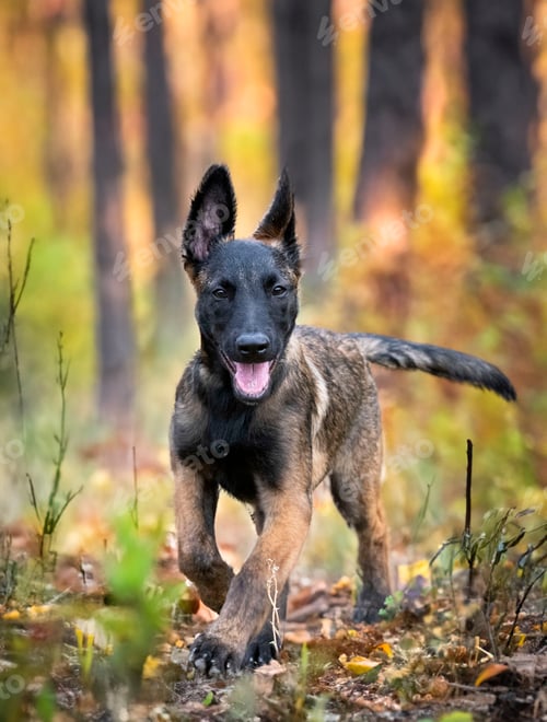 Preview: puppy belgian shepherd in nature