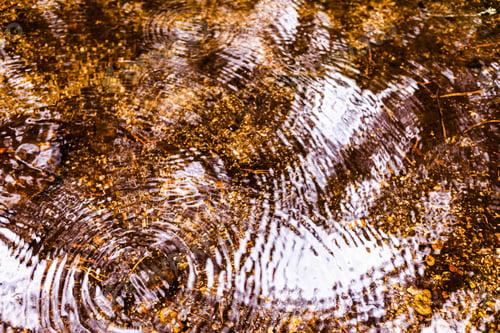Preview: Natural background with the reflection of a forest in a lake during a rain with waves of drops
