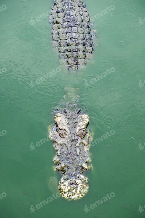 Preview: Big crocodile in pond