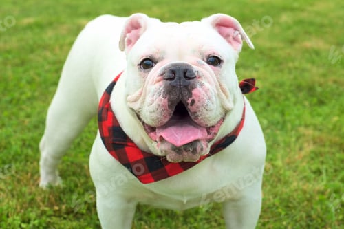 Preview: Cute white Australian bulldog sitting on the green grass during daytime
