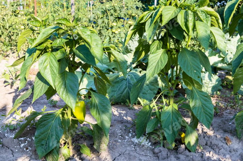 Preview: bell pepper bushes with ripe fruits in home garden