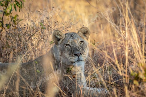 Vista previa: Lioness laying in the grass in the bush.