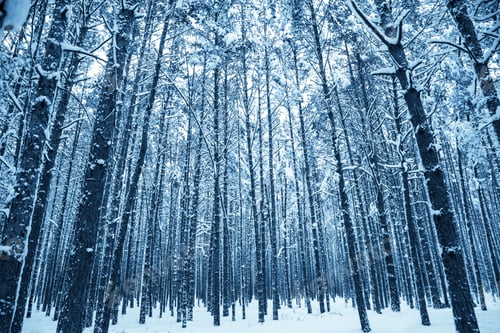 Preview: Winter nature background
