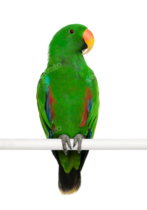 Preview: Male Eclectus Parrot, Eclectus roratus, perching in front of white background
