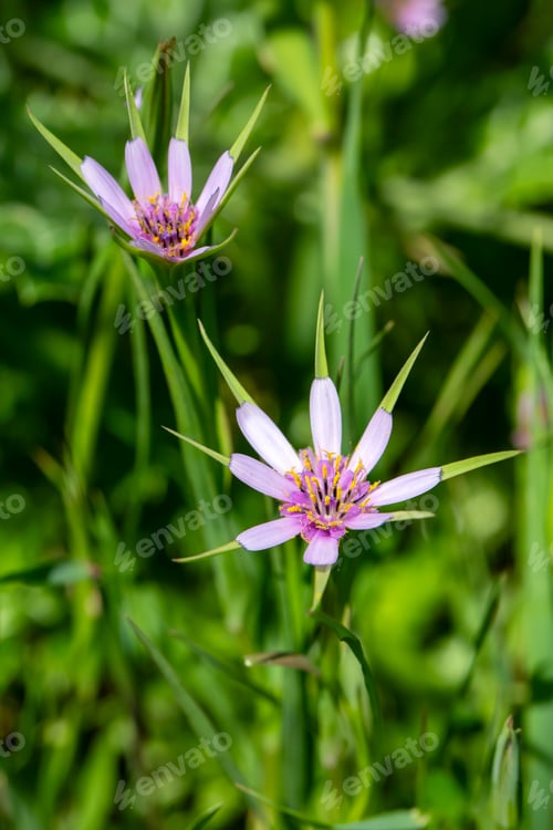 Preview: Wild plant; scientific name; Geropogon hybridus or Tragopogon porrifolius