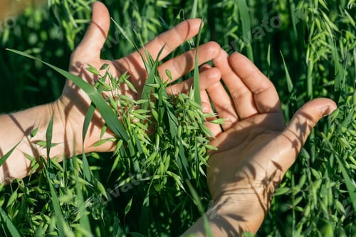 Preview: Hands holding hold green ears of oats in oat field