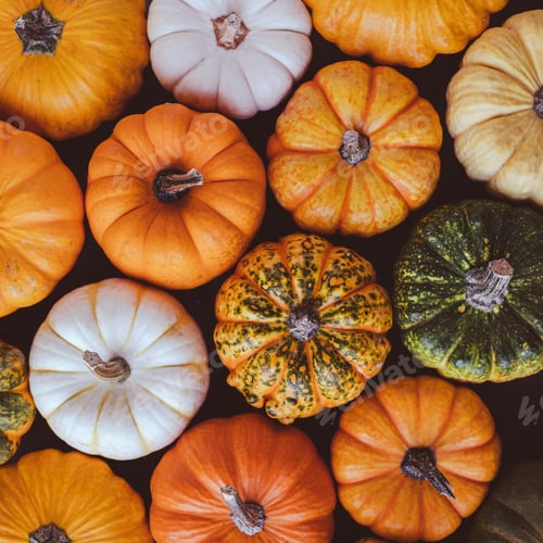 Preview: Colorful pumpkins.