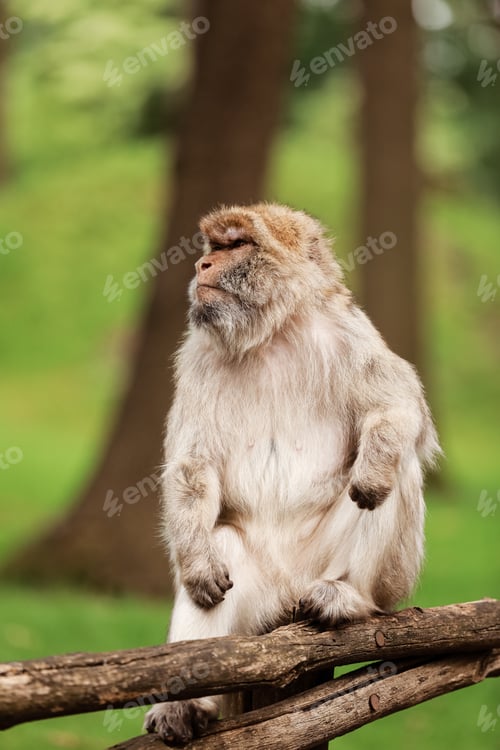 Preview: portrait of adult macaque in tropical nature park. Cheeky monkey in the natural forest area.