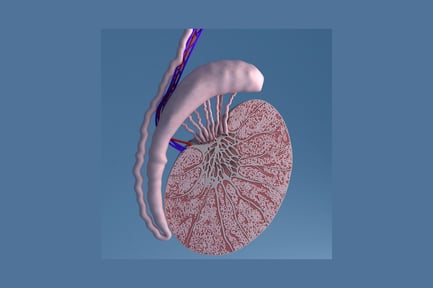 Visualização: Vista lateral do rim humano com vasculatura conectada